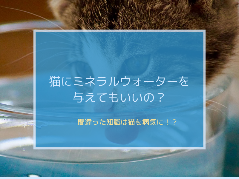 猫にミネラルウォーターは与えない方がいい 水道水がベストな理由