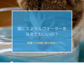 猫 ミネラルウォーター
